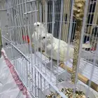 تبني جميع انواع الطيور