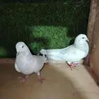 للبيع زوج باكستاني سيلتير