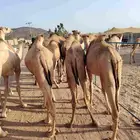 قعدان صومالية مفاريد تربية البيع تفريد وجملة