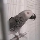 كاسكو