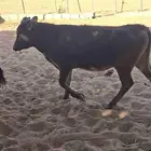 عجول بقر سلالة للبيع