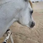 حصان شعبي للبيع