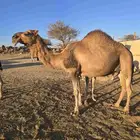 خلفتين للبيع