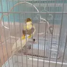 كناري سوري