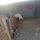 خروف جذع للبيع