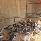 بط مسكوفي للبيع عمر 3 شهور صحته ممتازه التواصل خاص