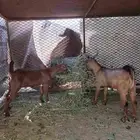 جدايه بلدي بعمر شهرين واسبوعين