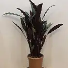 نباتات تيراريوم متنو عة و نباتات منزلية