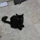 قط شيرازي للتبني ( إنقاذ )
