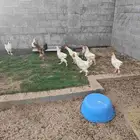 دجاج اعمارها 4 اشهر