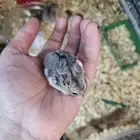 هامسترات روسي