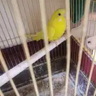 عصفور حب منتج