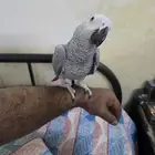 ببغاء كاسكو