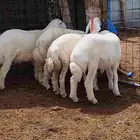 طليان حريه. البيع تفريد