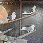 قطايف مكتفات