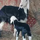 شاه نجديه رباع تحتها خروف ديد سلم