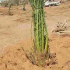 فصايل يوجد لدينا نخل وفصايل جميع انواعه