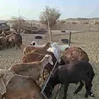 سواكن حمري للبيع العدد 45 محصنه جميع التحصينات جاهزه لذبح