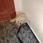 للتبني
