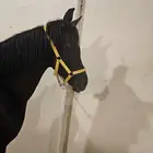 فرس شعبيه دهماء