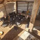 لبيع دجاج حبشي الخرج الجويه