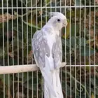 انثى كروان وايت فيس بايد