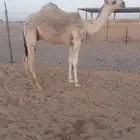 قعود اوضح كفو