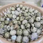 بيض سمان (فري)