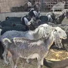 معزه للبيع