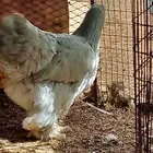 دجاج براهماا