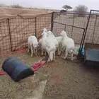 للبيع طليان