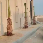 يوجد لدينا نخل عربي وشنطن للبيع