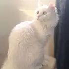 قطه أنثى للتبني