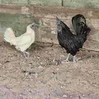 ديك اندنوسي ودجاجه