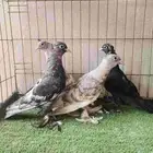 صنعاني مشوش مشرب اوبلات