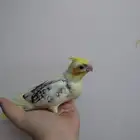 فرخ كروان فراشه مكتف