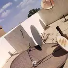 أوربا وعادي