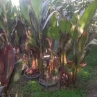 تنسيق الحديق أشجار الزهور الزراعه النخل في الدمام القطيف تا