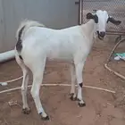 جفره بيشيه فاخره