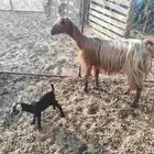 عنزين ولد وحليبب