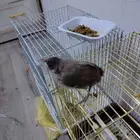 بلبول تربيه غر