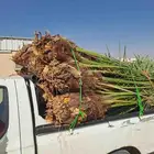 فسايل مثمره للبيع اخلاص