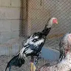 دجاج مكس حجازي بشامو ياباني بشاير 5