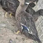 بط بري على السوم