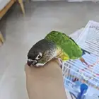 ببغاء كنيور اليف السعر 600