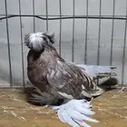 انثى بخارا وانثى كديدانو