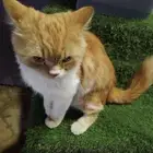 قطة جميلة شيرازي