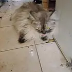 قطه للتبني لليبع