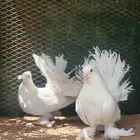 حمام هزازي
