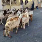 غنم سواكني مشكله بيض وحمر